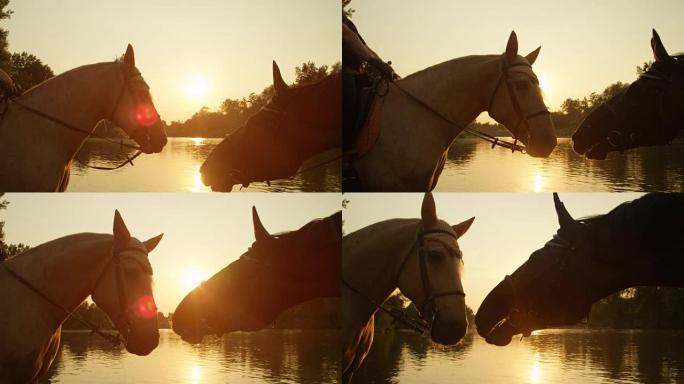 特写: 两匹美丽的马在日出时彼此相爱