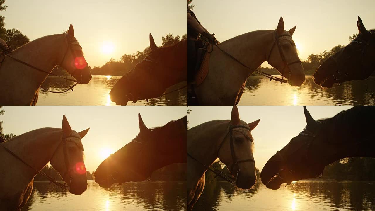 特写: 两匹美丽的马在日出时彼此相爱