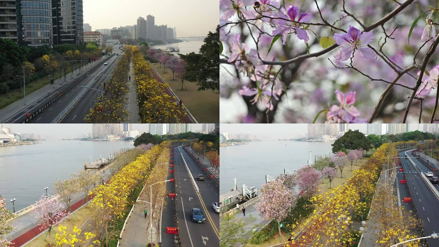 4K拍摄广州洲头咀公园黄花风铃木、紫荆花