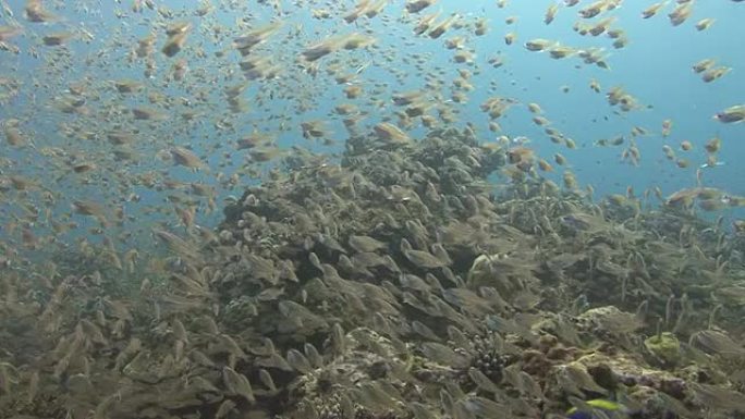 扫地玻璃鱼热带鱼群海洋大海野生动物