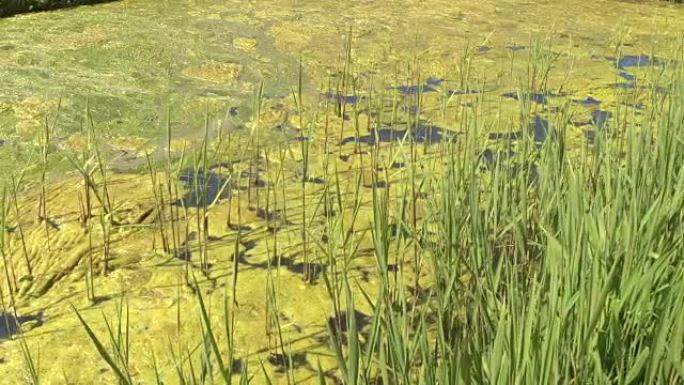 特写: 池塘积水表面厚厚的绿藻层