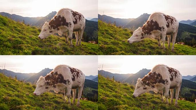 在高山景观的牧场上放牧的奶牛