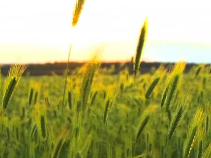 小麦和日落标清素材麦子庄稼地