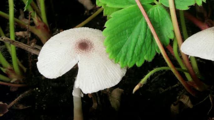 白蘑菇生长