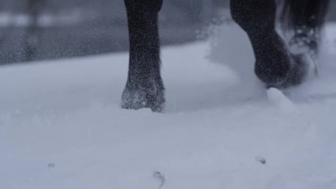 冬季在新鲜的软雪中行走的马蹄的慢动作特写细节