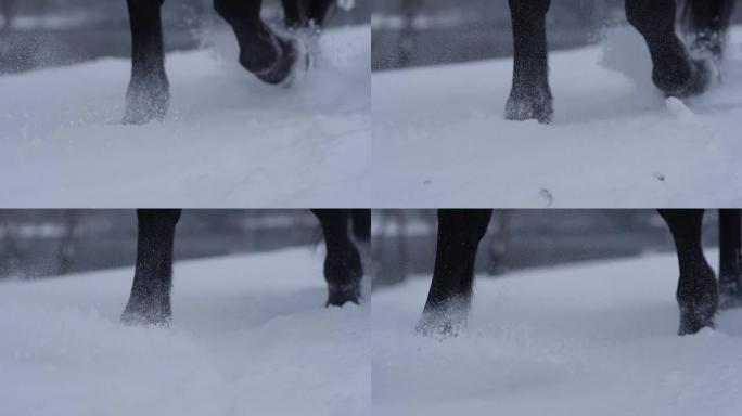 冬季在新鲜的软雪中行走的马蹄的慢动作特写细节