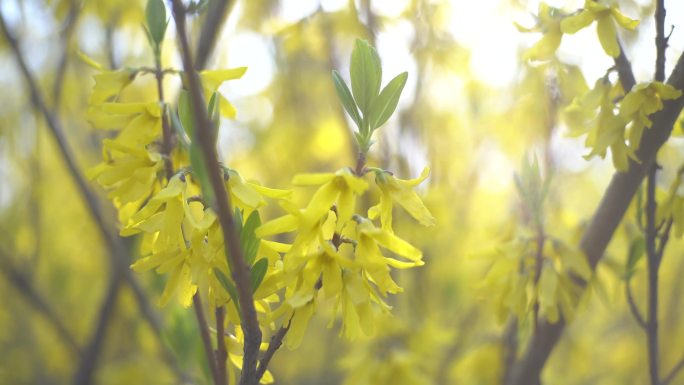 迎春花 春分 春天 春的味道 绿芽 黄花