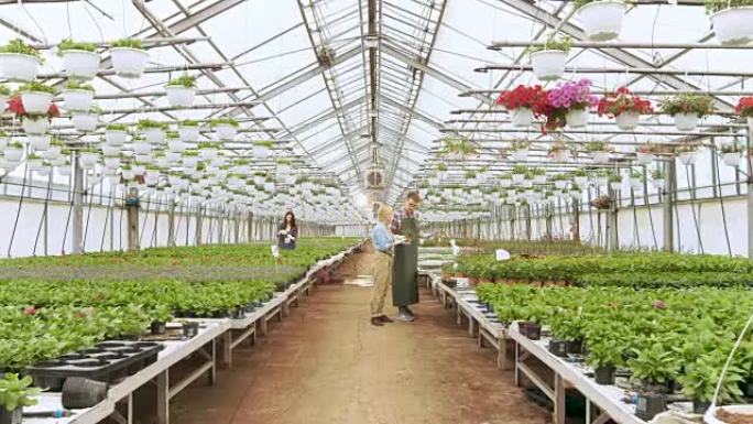 在阳光工业温室农业工程师和园丁检查花卉和植物，并分析数据与平板电脑。可见成排的稀有和商业上可行的植物