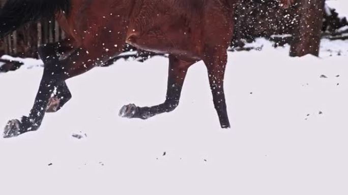 棕色马在下雪的冬季牧场中奔跑，超级慢动作