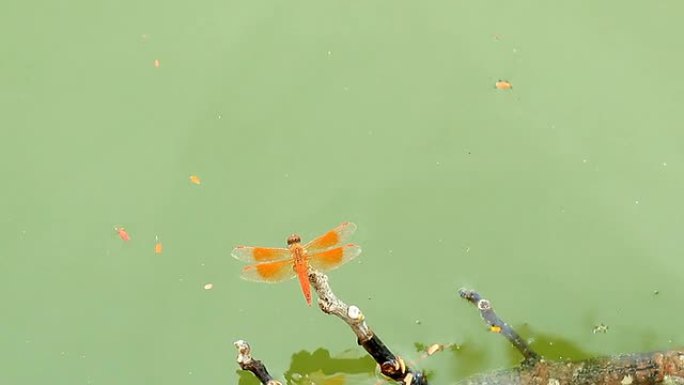 美丽的蜻蜓。