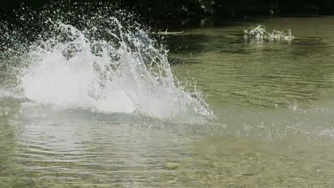 慢动作: 激动的狗跳入水中抓住他的黄色趣味球。