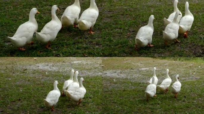 四只鸭子涉水而行搞笑鸭子走路
