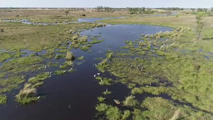 在博茨瓦纳奥卡万戈三角洲的河流边缘上，一群鞍嘴鹳，非洲圣朱鹭，马拉布鹳，白鹭的高空飞行