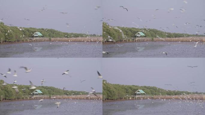 海鸥群飞过海景