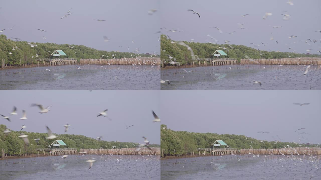 海鸥群飞过海景