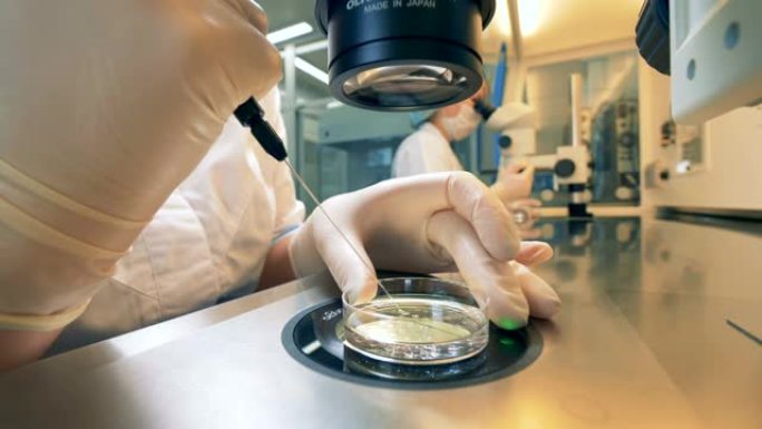 在显微镜测试中，技术人员用手搅拌实验室样本。