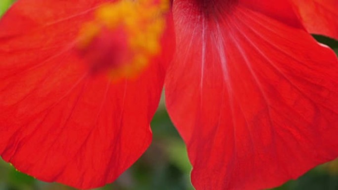 热带红色芙蓉花在树上。