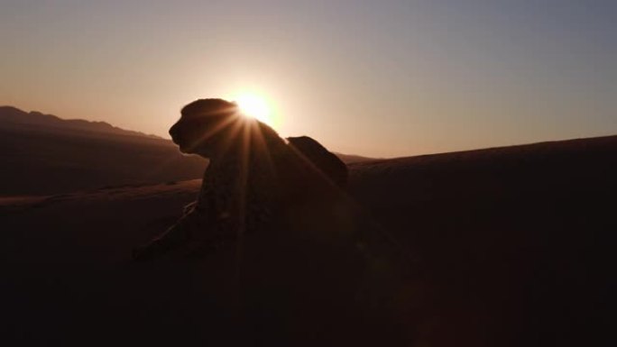 4k猎豹，在纳米布沙漠的夕阳下