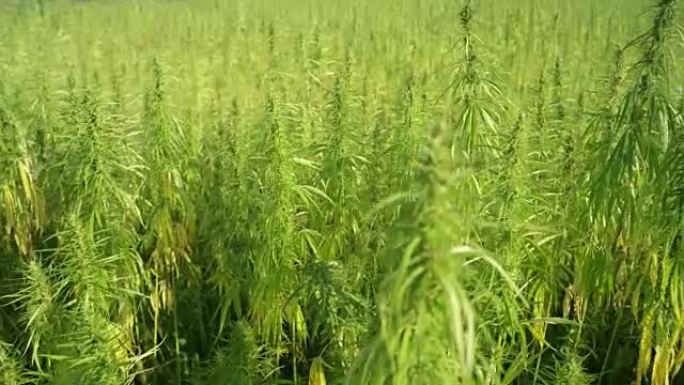 天线:绿油油的大麻植物在风中慢慢摇曳
