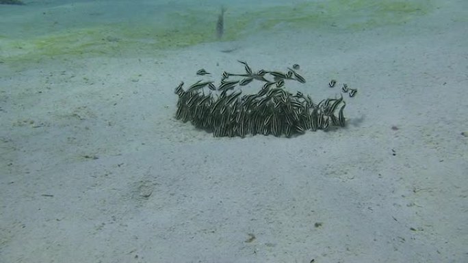 侏儒黑白条纹鲶鱼小鱼苗聚集在一起自然生态