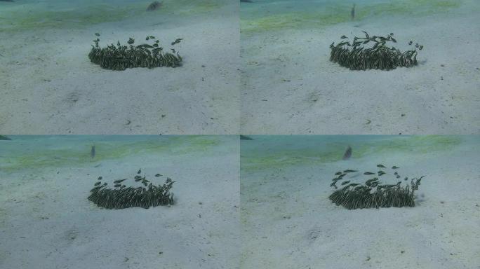 侏儒黑白条纹鲶鱼小鱼苗聚集在一起自然生态
