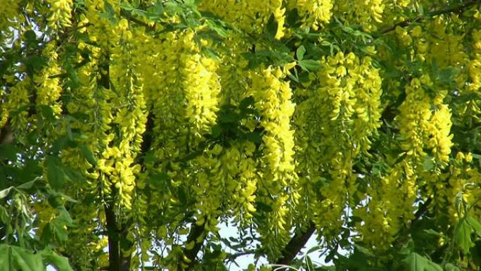 高清：Laburnum