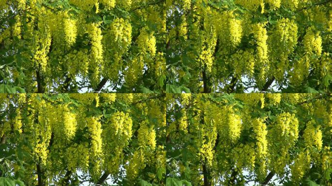 高清：Laburnum