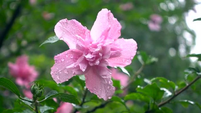 雨中的芙蓉花