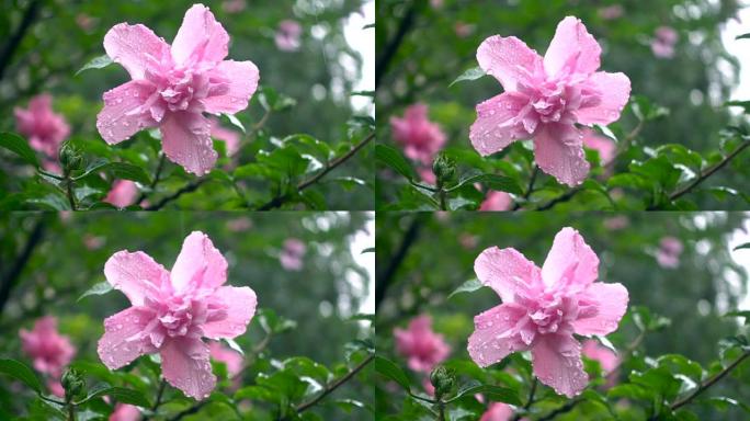 雨中的芙蓉花