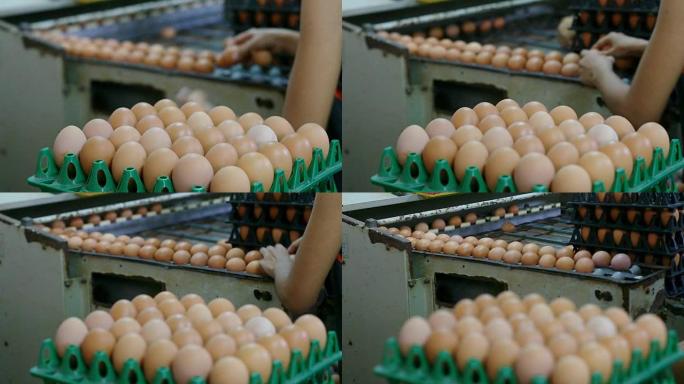 鸡蛋鸡场的分拣过程，焦点移动，动物农场概念