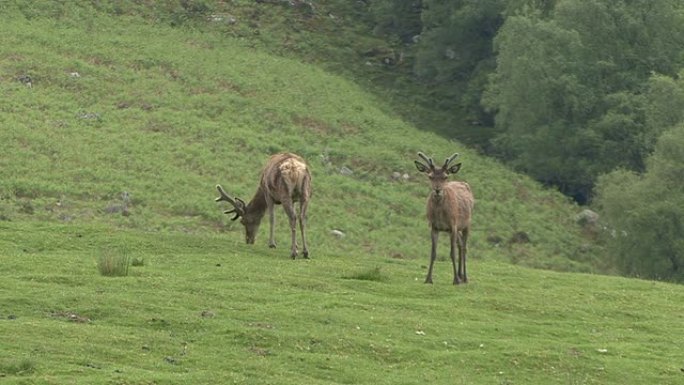 红鹿动物园野生小鹿茸保护生物多样性