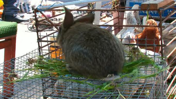 市场上出售的兔子市场上出售的兔子