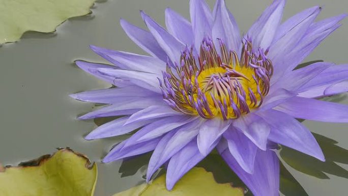紫蓝色睡莲