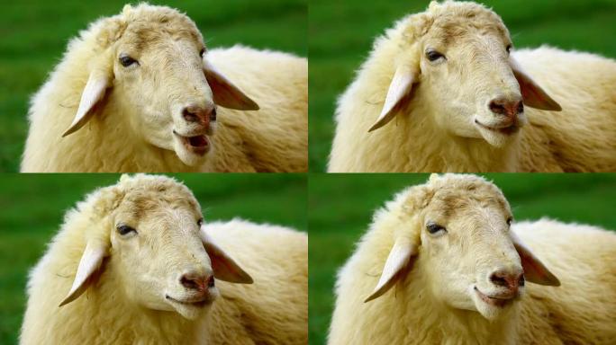 特写绵羊脸