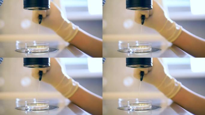 一只戴着手套的手拿着皮氏培养皿中的实验室探针。