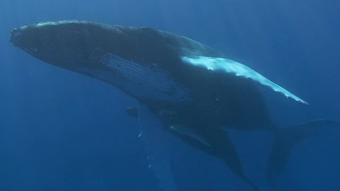 座头鲸潜水的鲸鱼蓝色鲸鱼深蓝