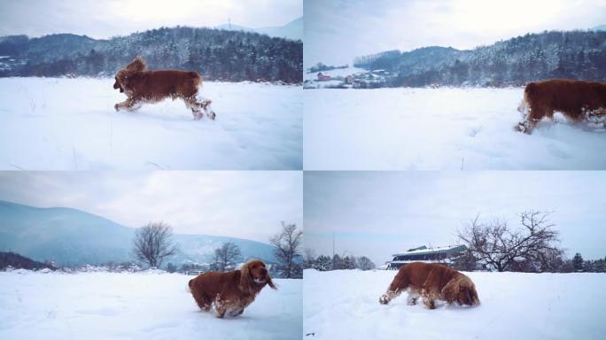雪地里的可卡犬