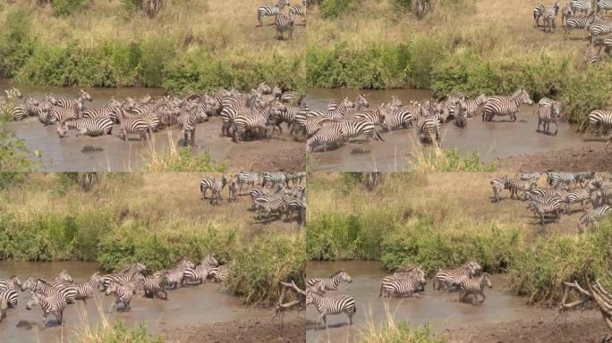 特写: 清醒的斑马在泥湖中喝酒时寻找掠食者