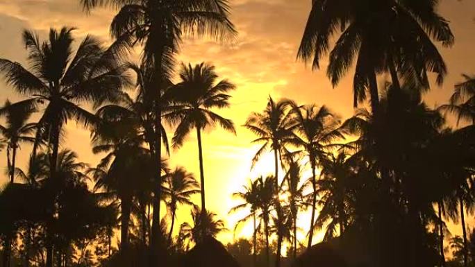 特写: 在金色日落的夏季暴雨之前，令人惊叹的椰树