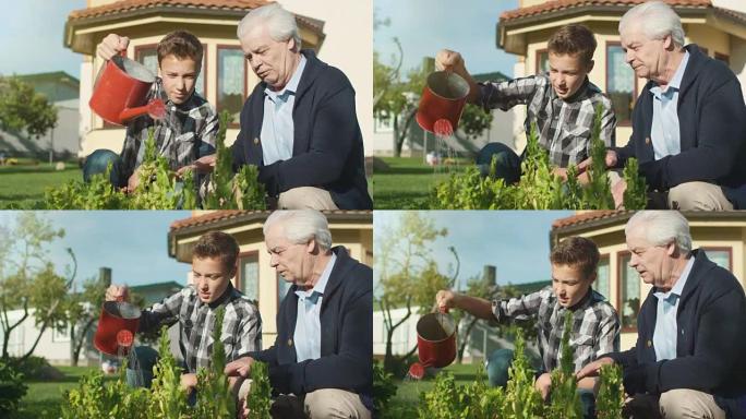 祖父和孙子给植物浇水。