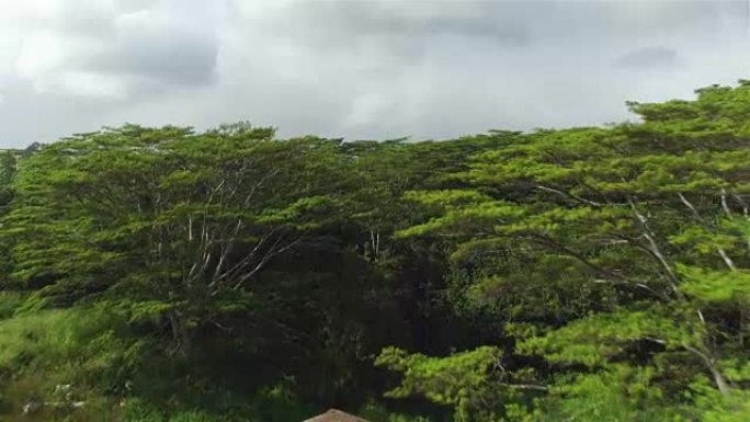 航拍:在热带雨林中，飞过美丽的金合欢树冠