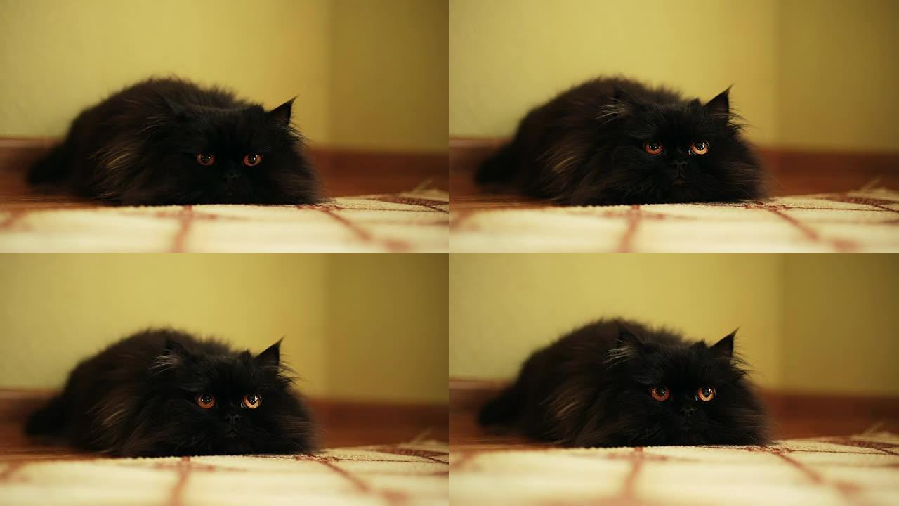 黑色蓬松的猫躺在房间的地板上