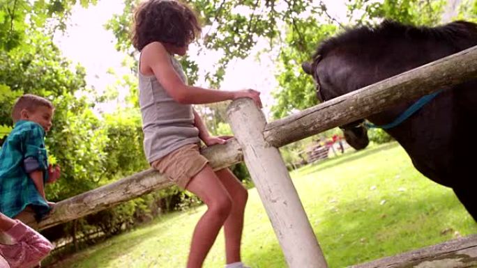 小男孩坐在农场围栏上抚摸一匹黑马
