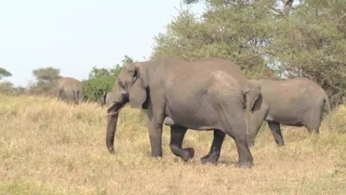 特写: 母象带着婴儿走过萨凡纳草原林地