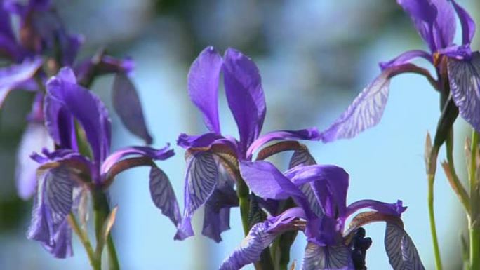 虹膜纪录片紫色花大自然