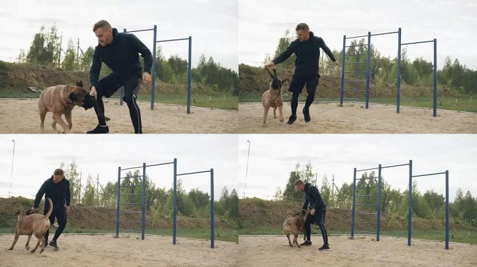 年轻的运动型男子在公园户外与他的斗牛犬一起训练，并为比赛做准备