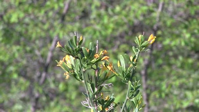 熊蜂熊蜂大黄蜂、