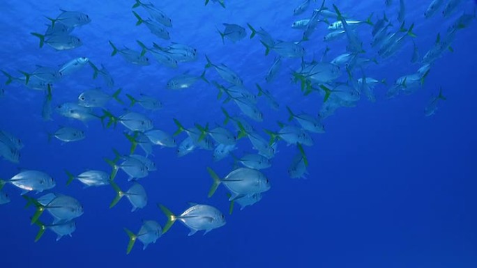 加勒比海鱼群与蓝色公海对峙
