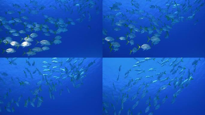 加勒比海鱼群与蓝色公海对峙