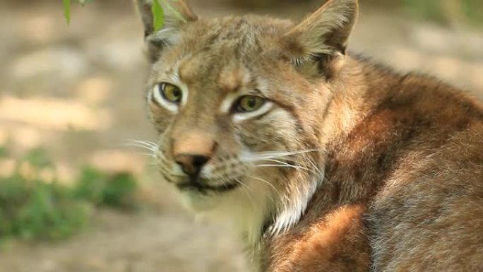 猞猁猞猁野生动物